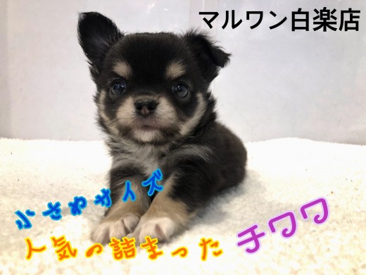 【 チワワ 】小さめサイズのブラックタン!人気要素の詰まった美男子が登場!