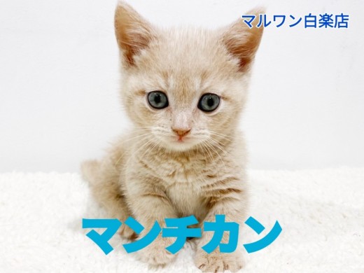 【 マンチカン 】可愛さ美しさ満点!クリームカラーのプリティーキャット!