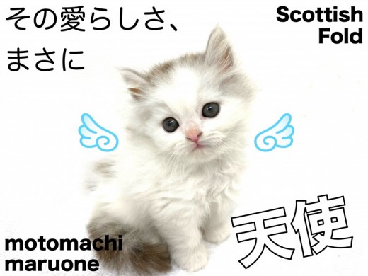 【 スコティッシュ・フォールド 】横浜元町店にシルバータビーの男の子が登場!