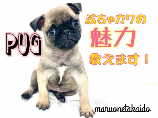 【 パグ 】しわくちゃがチャーミング!ぶちゃカワの魅力教えます！