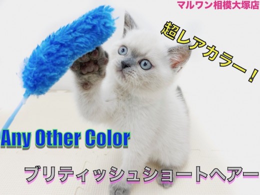 【 ブリティッシュショートヘア 】超レアカラー!見た目と性格のギャップが特大!