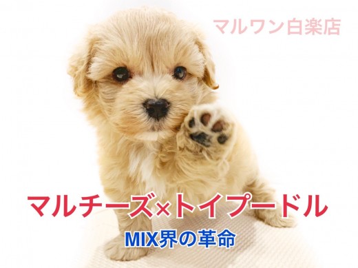 【 マルチーズ×トイプードル 】MIX界の革命!超人気のマルプーをご紹介!