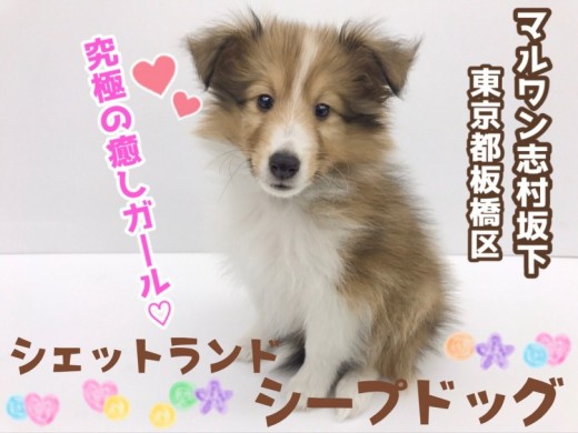 【 シェットランドシープドッグ 】優しさあふれる究極のヒーリングドッグ登場！！