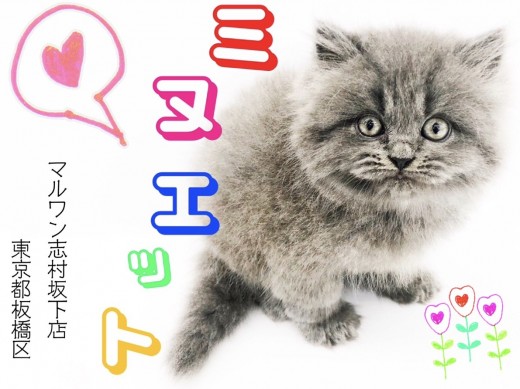 【 ミヌエット 】触り心地最高!癒しボディのプリンス登場です!