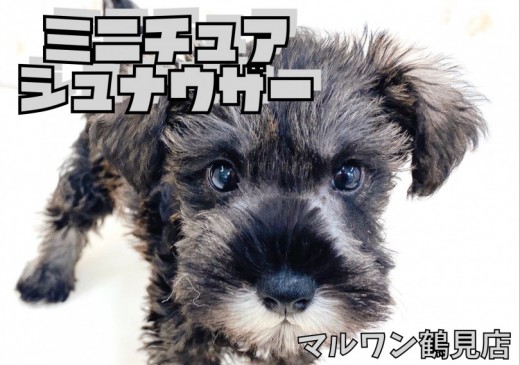 【 Mシュナウザー 】チャームポイントの口髭と眉毛の賢いシュナちゃん!!