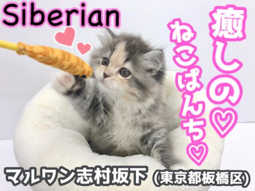 【 サイベリアン 】パステルカラーのコートを纏ったおしゃれキャット登場！！