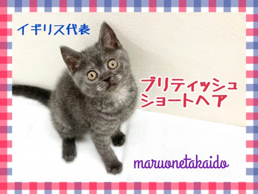 【 ブリティッシュショートヘア 】英国代表にゃんこ！愛され続ける理由をご紹介！