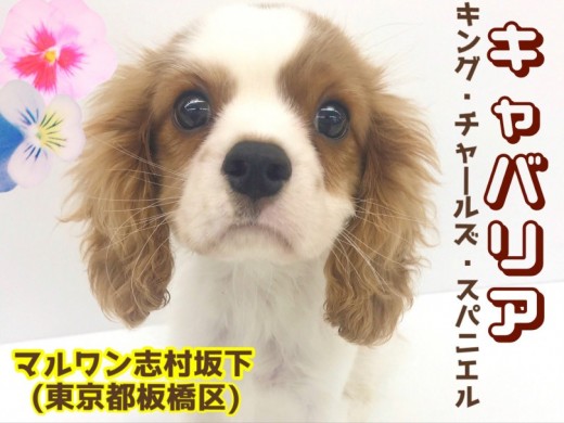 【 キャバリア 】キラキラ瞳が眩しすぎるっ！元気いっぱい穏やかボーイ！！