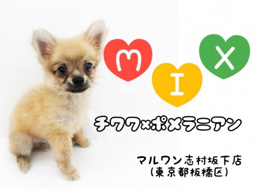 【 MIX 】へそ天しちゃいます！チワワとポメラニアンのめちゃかわMIX登場！
