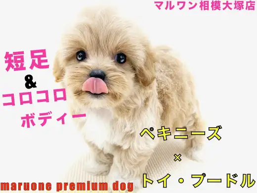 【 MIX 】ペキニーズとトイ・プードルのハーフ犬！短足＆コロコロボディの癒し系