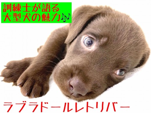 鎌ヶ谷店blog マルワンblog ペットショップ マルワン 小さめ子犬 美形な子猫 初心者安心のサポート