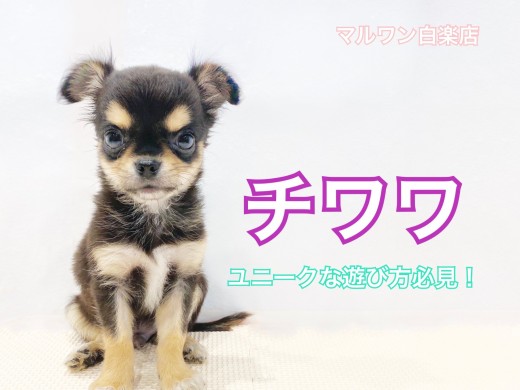 【 チワワ 】大きな麻呂眉!超ユニークな遊び方は必見!