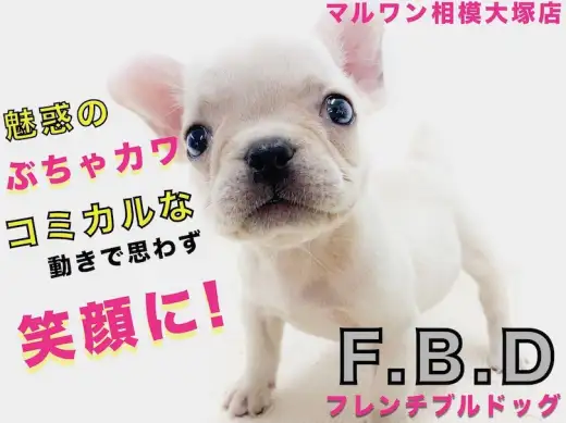 【 フレンチブルドッグ 】コミカルな癒し系！ペチャ顔との生活は笑いが絶えない！