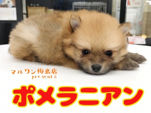 【 ポメラニアン 】生後54日で540g!たぬきポメを迎えた後にやってはいけない事とは??