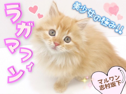 【 ラガマフィン 】ボリュームたっぷり♪ふわふわボディの究極美少女現る！！