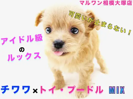 【 MIX 】チワワとトイプードルのハーフ犬！オリジナリティと表情の豊かさに注目