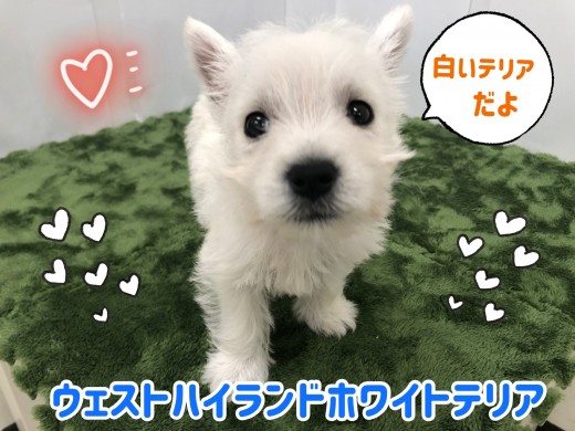 ウェスト・ハイランド・ホワイト・テリア 銀貨 1ドル 2014年 ニウエ島 ウェストハイランドホワイトテリア | ペットショップ マルワン