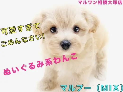 【 MIX 】人気沸騰中のマルプー！ぬいぐるみ系の可愛さと飼いやすさがポイント！