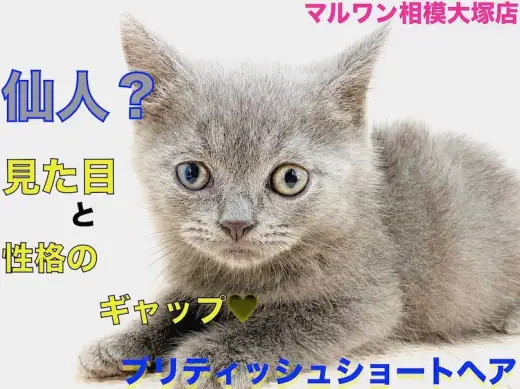 【 ブリティッシュショートヘア 】ギャップ萌え！心が空の様に広いブルーキャット