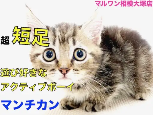 【 マンチカン 】コミカルな動きに目が離せない！猫パンチ&カンガルー立ちを披露♪