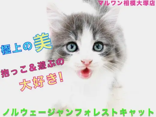 【 ノルウェージャンフォレストキャット 】美しさと可愛さ！抜群に懐っこい森の妖精