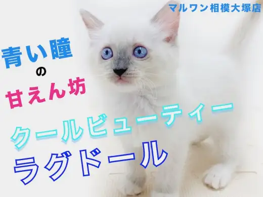 【 ラグドール 】ブルーアイでみんなを虜にする可愛さ！懐っこすぎるキャット登場！