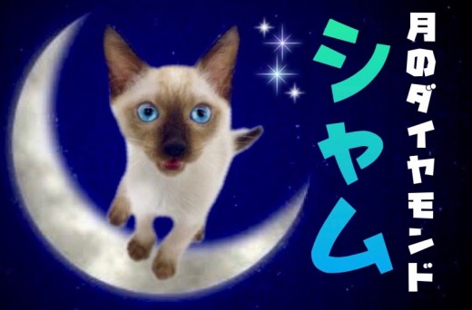 【 シャム 】サファイアブルーの瞳が麗しいオリエンタル美男子登場！！