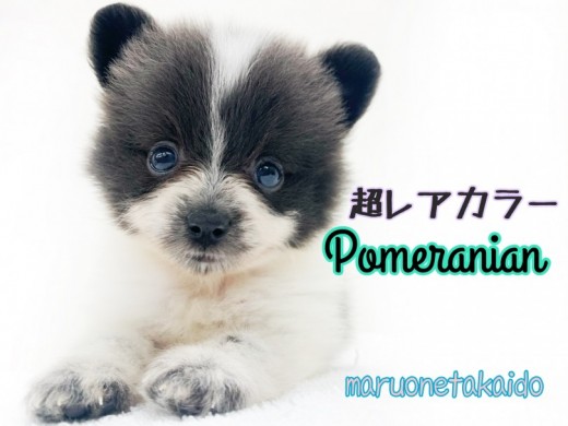 【 ポメラニアン 】杉並区注目度NO.1！！小さめレアカラーたぬきポメ登場！！
