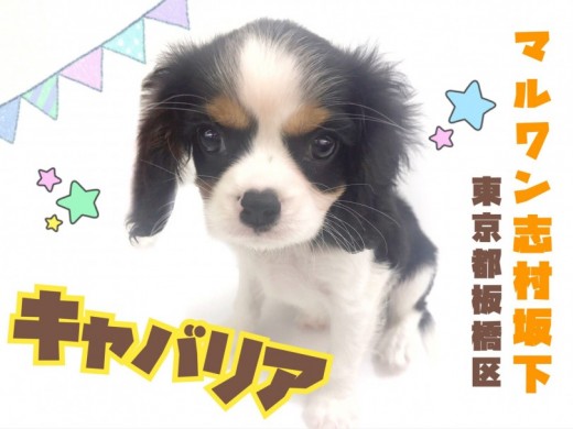 【 キャバリア 】ご家族への愛情は無限大！天真爛漫なアイドル犬登場！！