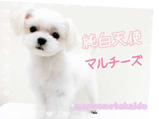【 マルチーズ 】見た目はベイビー！中身はレディー！貴族に愛された純白天使！