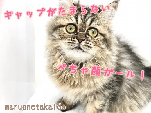 【 ペルシャ 】長時間の抱っこも出来る！遊ぶのも大好きな女の子！！