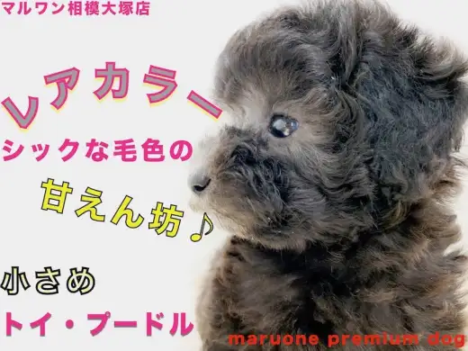【 トイプードル 】小さめのレアカラー！可愛さと楽しみ満載なペットライフを！
