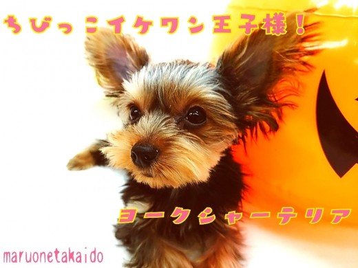 【 ヨークシャーテリア 】生後5ヶ月で約1.0kg！極小イケワン王子様！