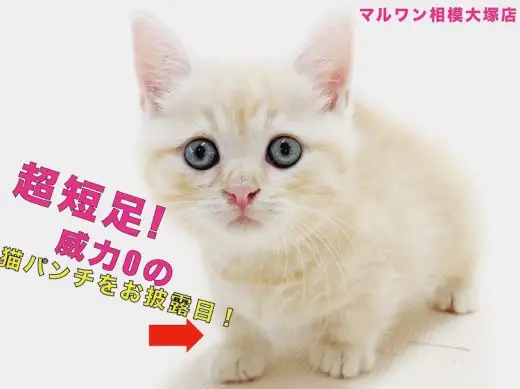 【 マンチカン 】パンチの威力は0でも可愛さの破壊力100！魅力たっぷり短足猫！