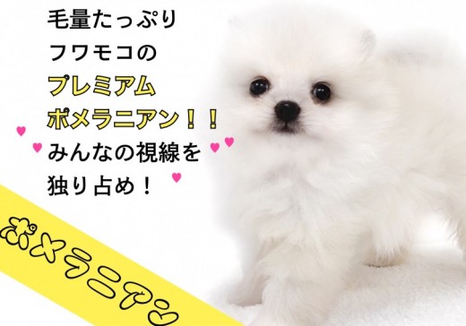 【 ポメラニアン 】皆の視線を独り占め！毛量たっぷりのプレミアムポメラニアン！