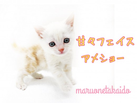 【 アメリカンショートヘア 】運動神経抜群！甘々フェイスの主人公キャラNO.1！