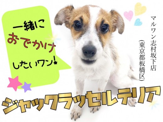 【 ジャックラッセルテリア 】アウトドア派必見！外出の相棒はこの子で決まり！