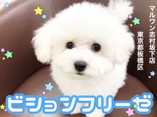 【 ビションフリーゼ 】明るく楽しい性格のアフロ犬のトリミングチャレンジ！