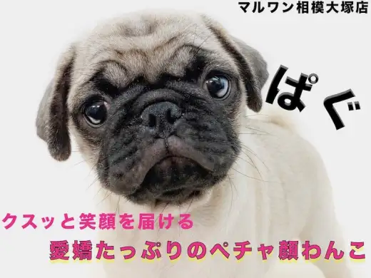 【 パグ 】優しい性格と愛嬌たっぷりのペチャ顔！思わず笑顔になる不思議な力とは！