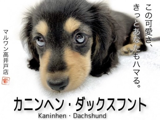 【 カニンヘンダックスフント 】この可愛さハマる！ダックス界の短足まろ眉王子！