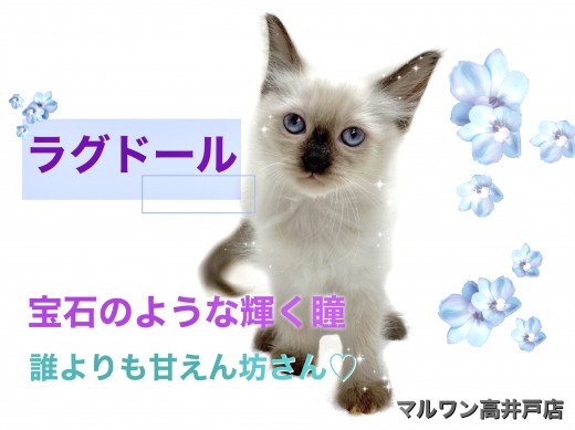 【 ラグドール 】誰よりも甘えん坊！？輝くブルーアイにきっとあなたも心奪われる！