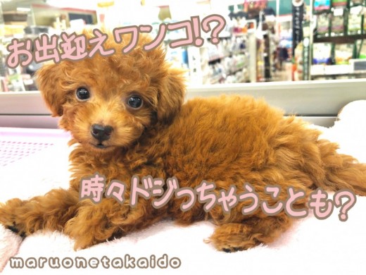 【 トイ・プードル 】杉並イチの美男子！理想のプードルに会いに来ませんか？