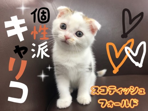 【 スコティッシュフォールド 】個性派キャリコカラーのおしゃれスコちゃん登場！