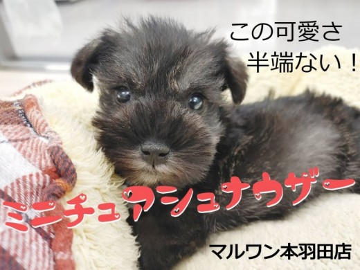 【 ミニチュアシュナウザー 】半端なく可愛いお顔を見逃すな!飼いやすさ抜群犬種!