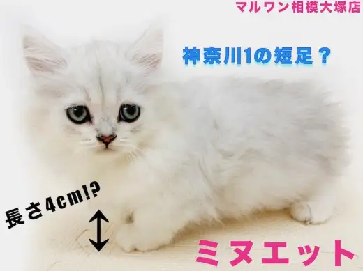 【 ミヌエット 】愛嬌たっぷり！短足＆丸顔のハイブリット猫！マンチカン好きは必見