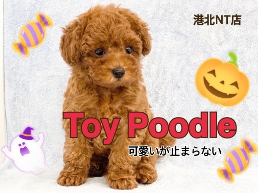 【 トイ・プードル 】小さめ・濃厚レッド・ベビーフェイス!甘えん坊の男の子!