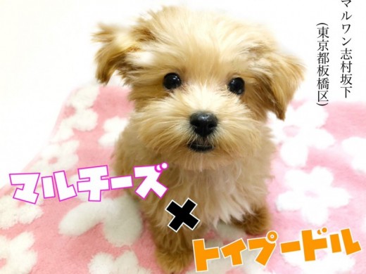 【 マルプー 】親バカ必至！マルチーズとトイプードルのいいとこどり最強MIX！