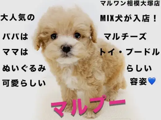 【 MIX 】ぬいぐるみのような抱き心地!大人気のミックス犬マルプー登場