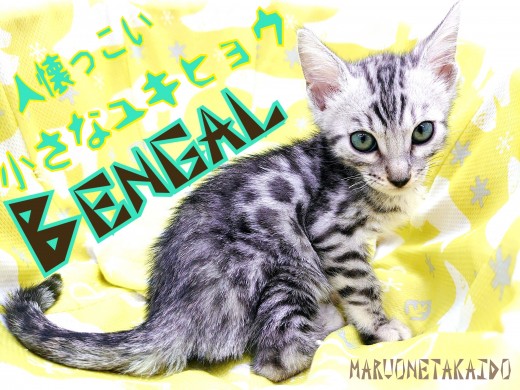 【 ベンガル 】小さなユキヒョウ！猫アレルギーの方も安心な低刺激性猫とは！