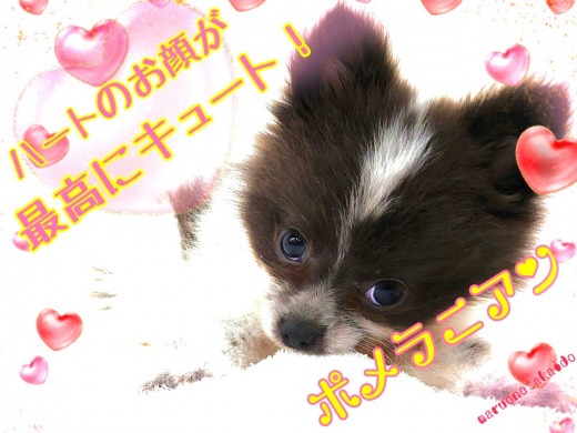 【 ポメラニアン 】生後3ヶ月で約750g！小さめ＆レアカラーの手毬ポメ！